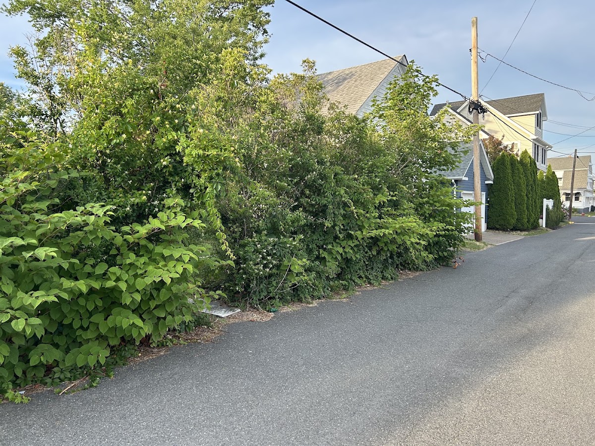 Overgrown hedge line before a property cleanup