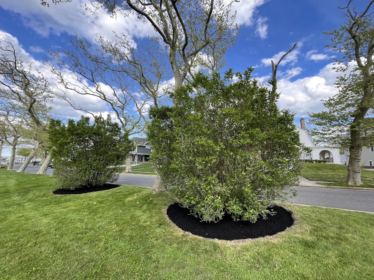 Newly planted, mulched shrubs on a tree-lined street median